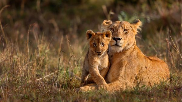 4 Days Serengeti and Ngorongoro Crater Safari