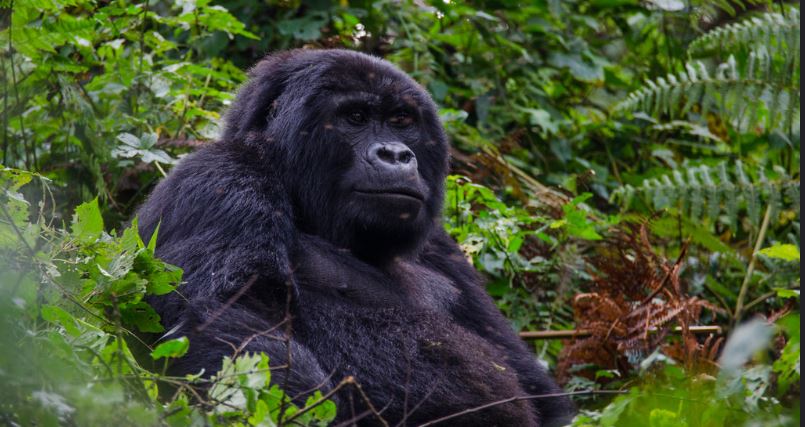 Luxury Rwanda Gorilla Tours