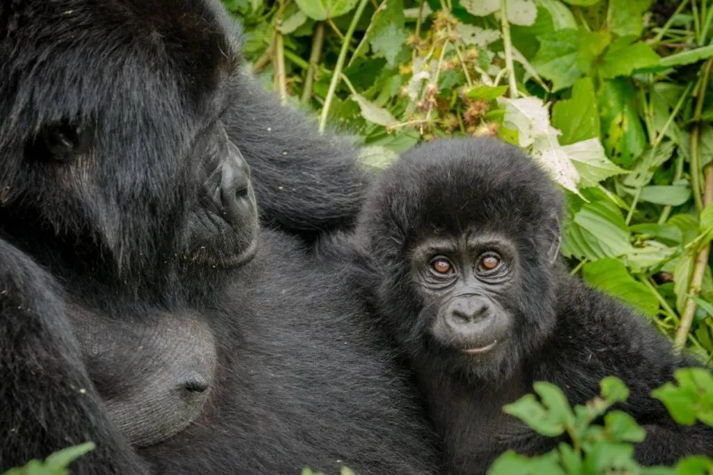 Luxury Rwanda Gorilla Tours