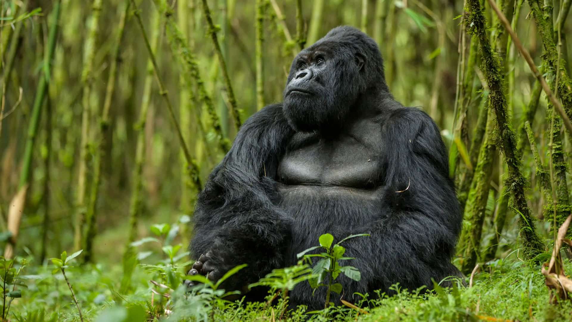 2 Days Bwindi Gorilla Trek from Kigali – Rwanda
