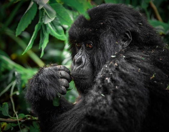 6 Days Rwanda Primates Safari