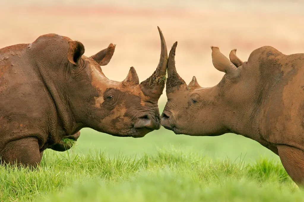 Ol Pejeta Conservancy