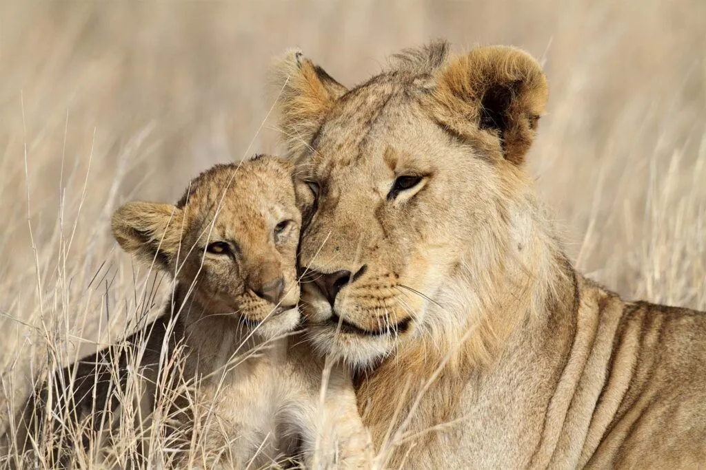 Ol Pejeta Conservancy