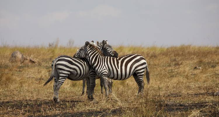 5 Days Kenya Tour Safari