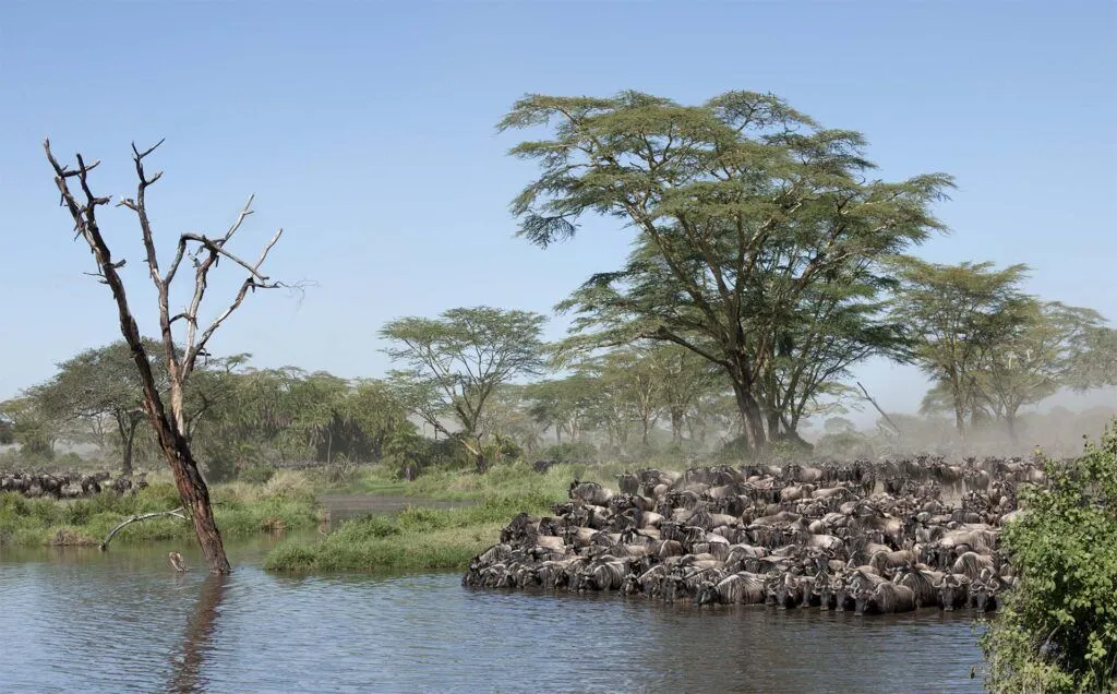 4-Days Serengeti Migration Safari River Crossing