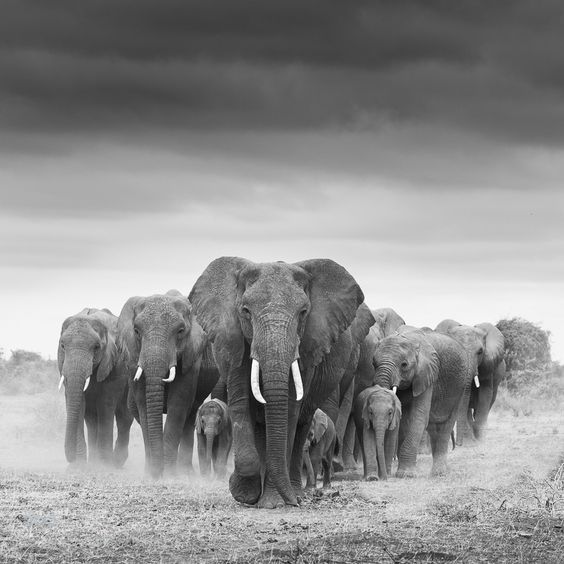 Amboseli National Park