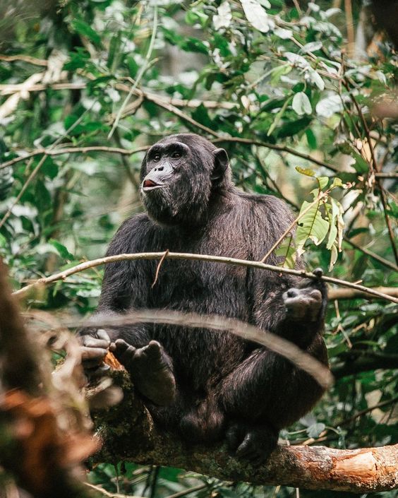 5 Days Gorilla Habituation and Chimp trekking Safari