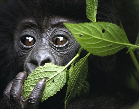 5 Days Gorillas and Chimpanzees Safari