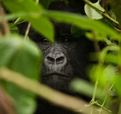 5 Days Gorillas and Chimpanzees Safari