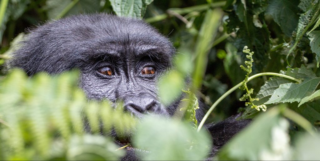 Where Are Gorillas in Rwanda