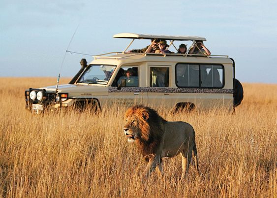 Serengeti Safari