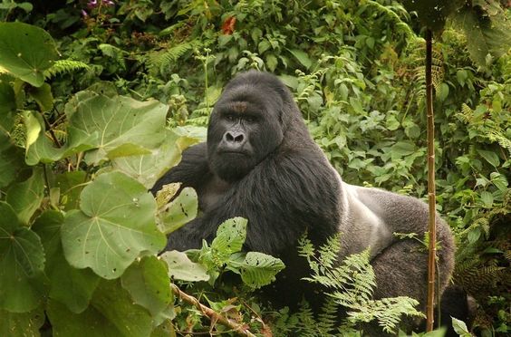 5 Days Double Gorilla Trekking and Habituation Experience Safari