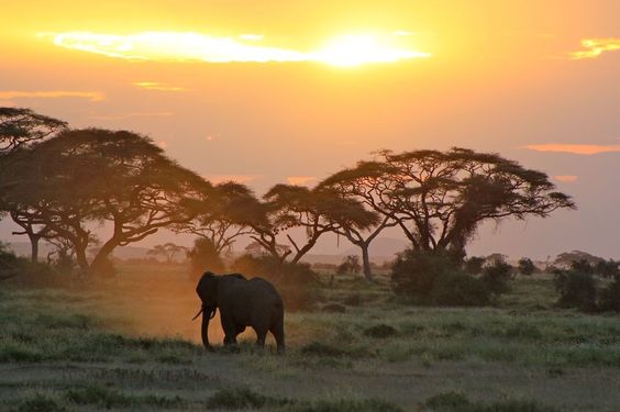 8 Reasons Not to Miss a Visit at the Tarangire National Park