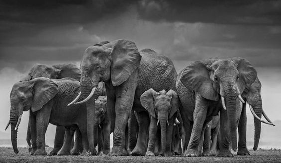 Amboseli National Park