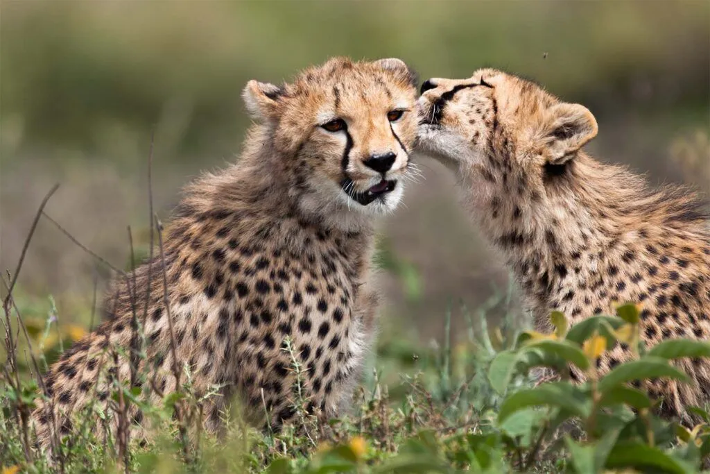 Why Visit the Serengeti?