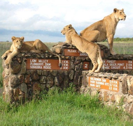 Nairobi National Park