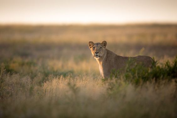 3 Days Selous Game Reserve Safari