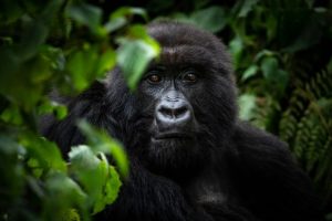 Where Are Gorillas in Rwanda