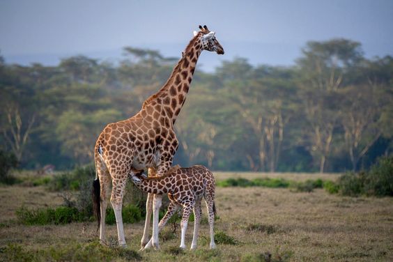 10 Days Tanzania Safari