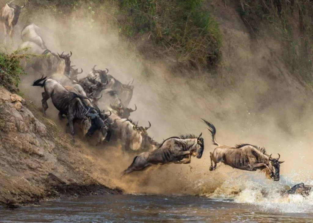 The Great Wildebeest Migration