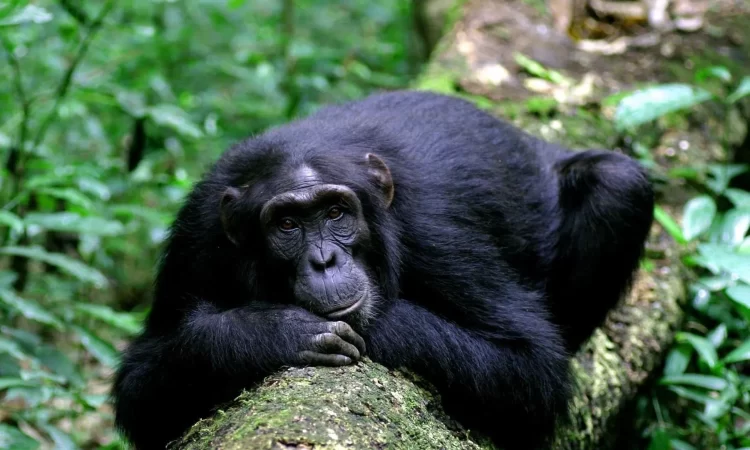 Chimpanzee Trekking in Kyambura Gorge Uganda