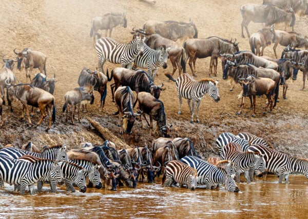 7 Days Tanzania Safari