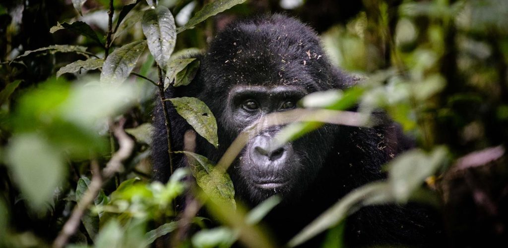 Where Are Gorillas in Rwanda