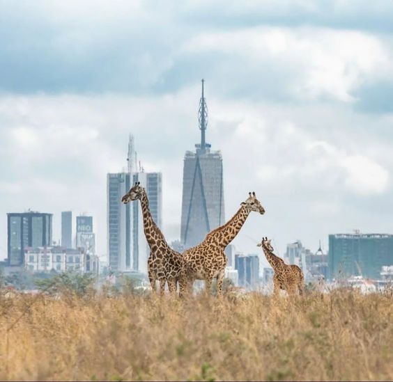 Nairobi National Park