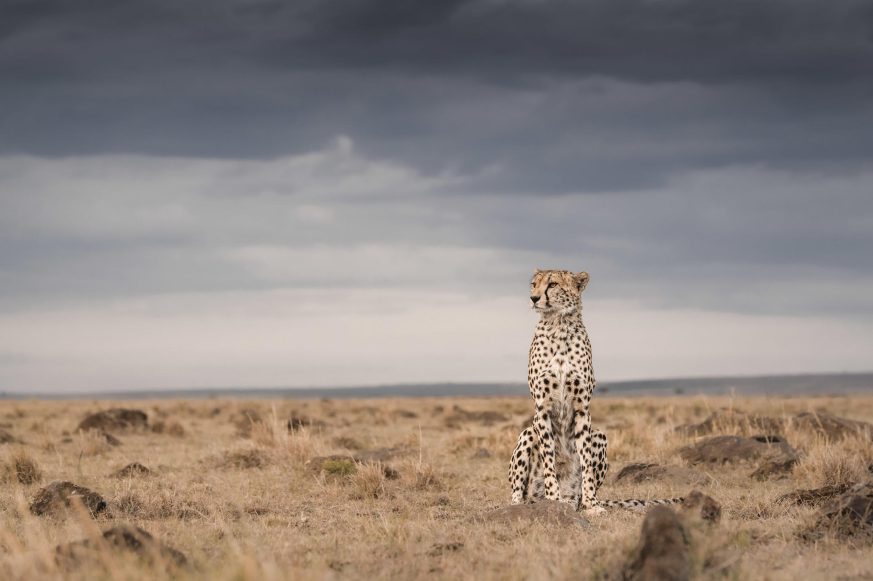 About Masai Mara & conservancies