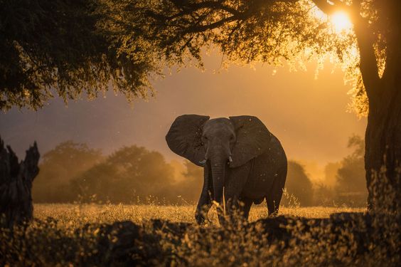 8 Reasons Not to Miss a Visit at the Tarangire National Park