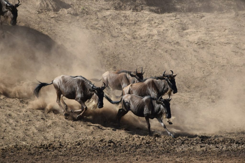 4-Days Serengeti Migration Safari River Crossing