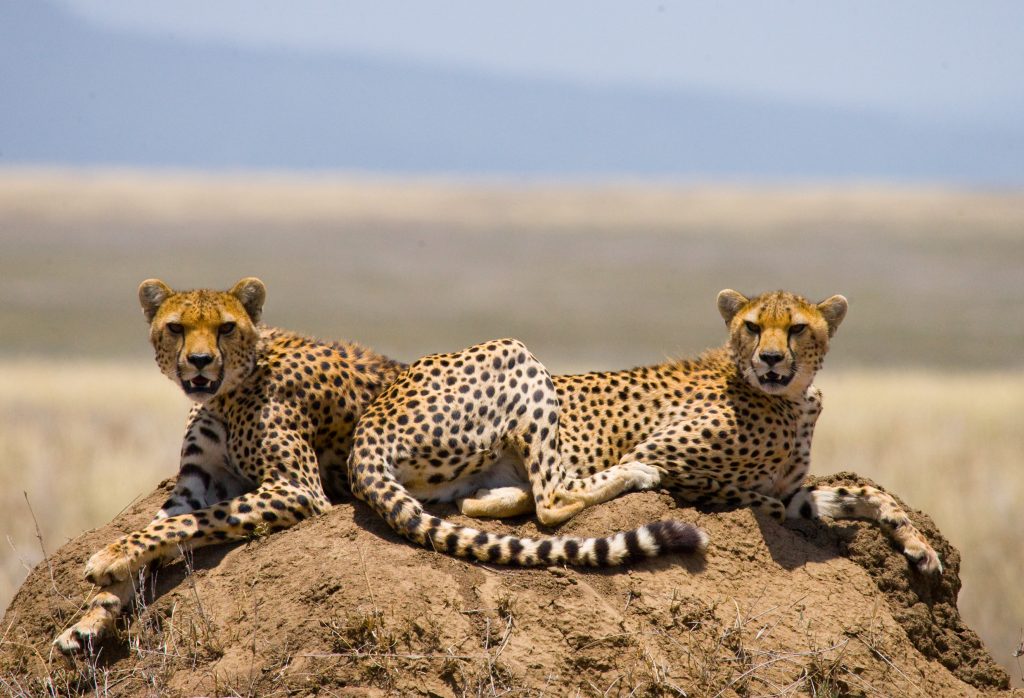 4 Days Lake Nakuru and Masai Mara safari