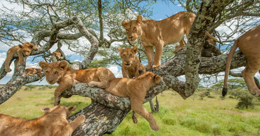 Tree Climbing Lions of Ishasha