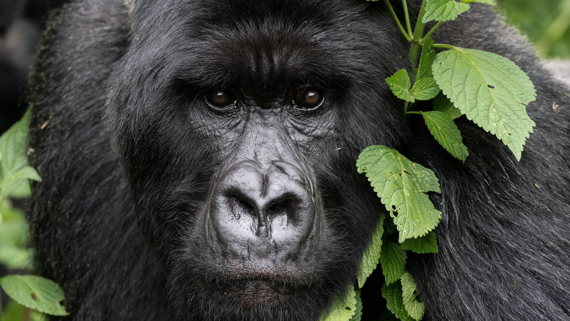 Mountain Gorilla Families In Uganda