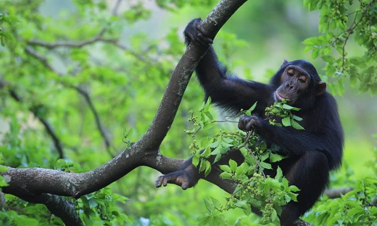 Chimpanzee Trekking in Uganda