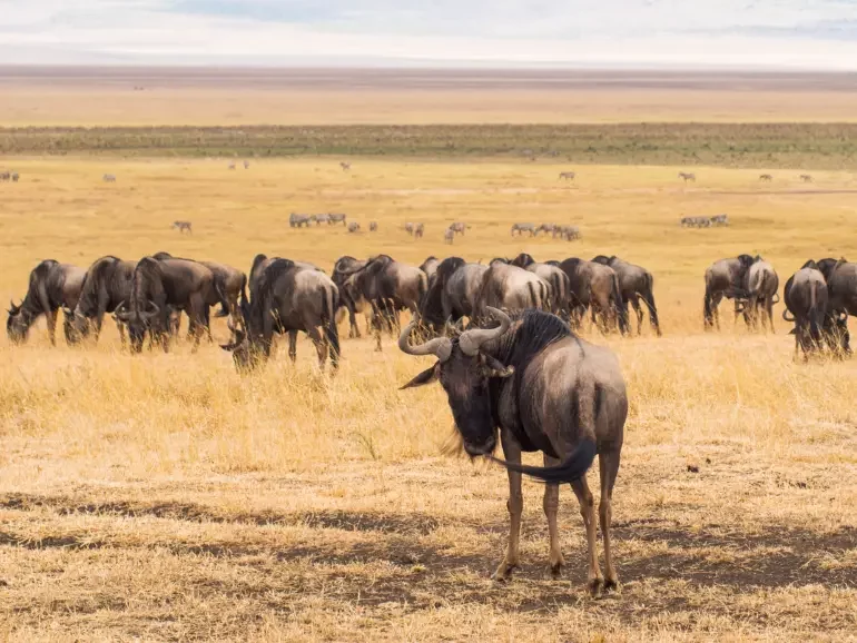 About Masai Mara & conservancies