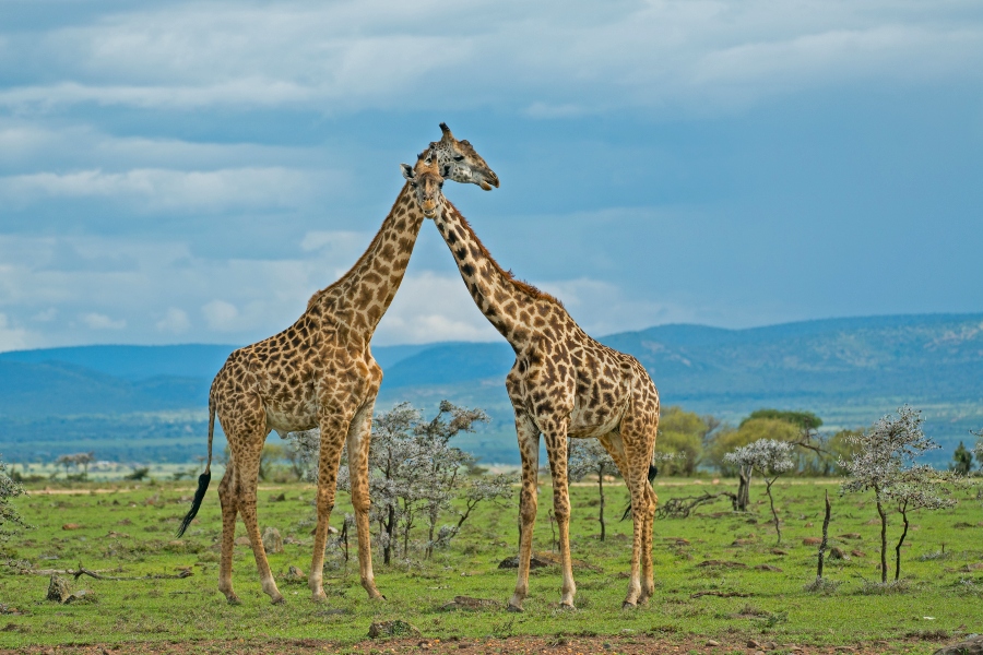 5 Days Masai Mara Safari in Kenya