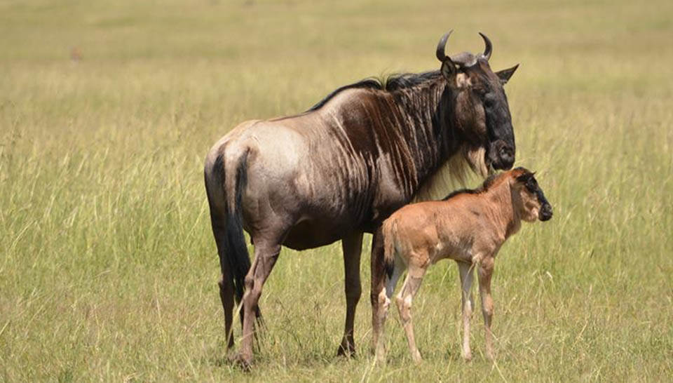 Calving Season in the Serengeti