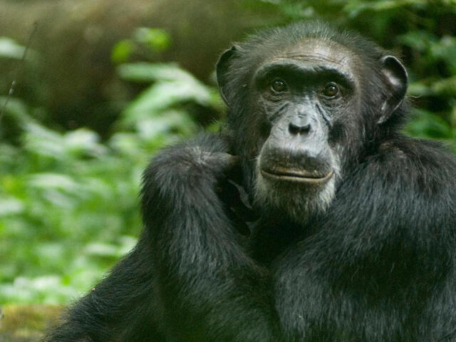 This 6 Days Rwanda Gorilla & Chimpanzee Tour an Ultimate Rwanda Safari tailored to offer you the best of Rwanda’s Primate