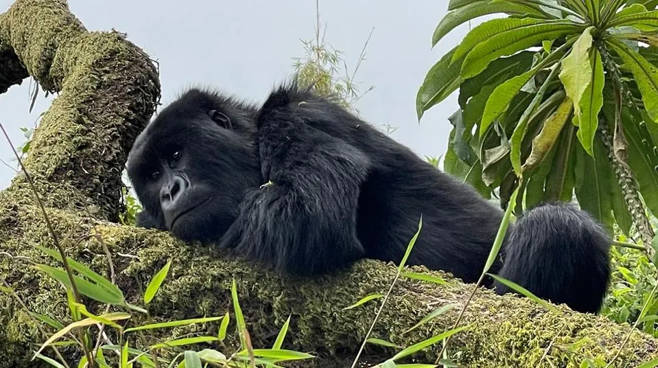 Everything You Need To Know About Gorilla Trekking in Rwanda