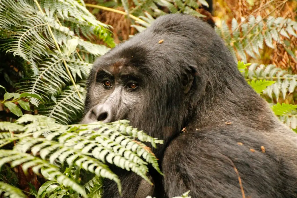 4 Days Gorilla Trekking & Wildlife Safari