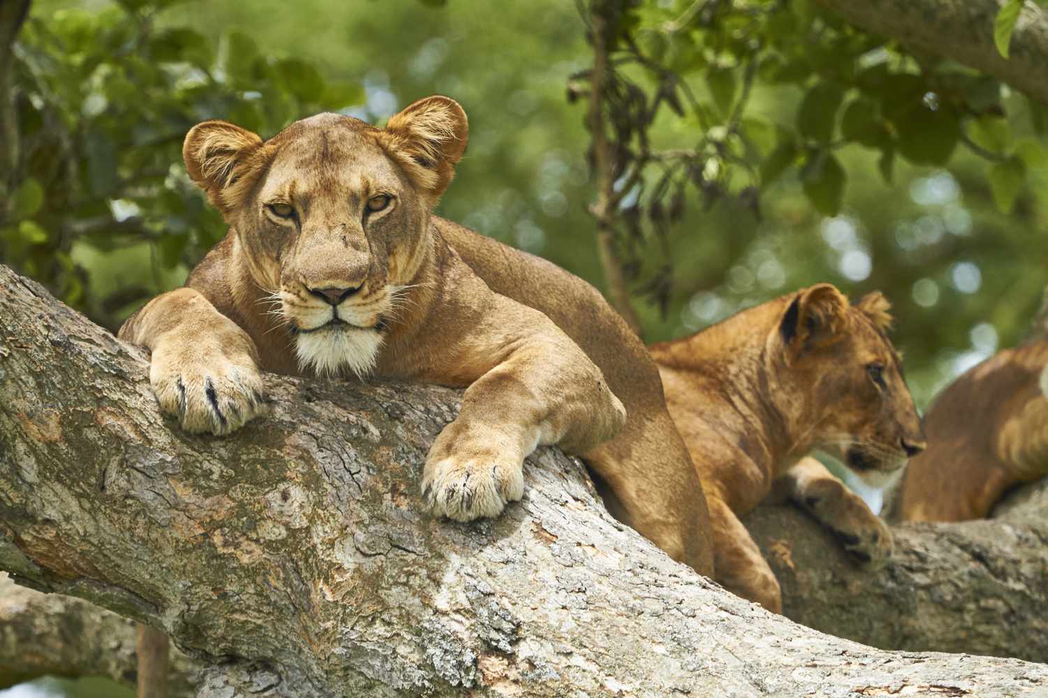 Safari Game Drives in Masai Mara