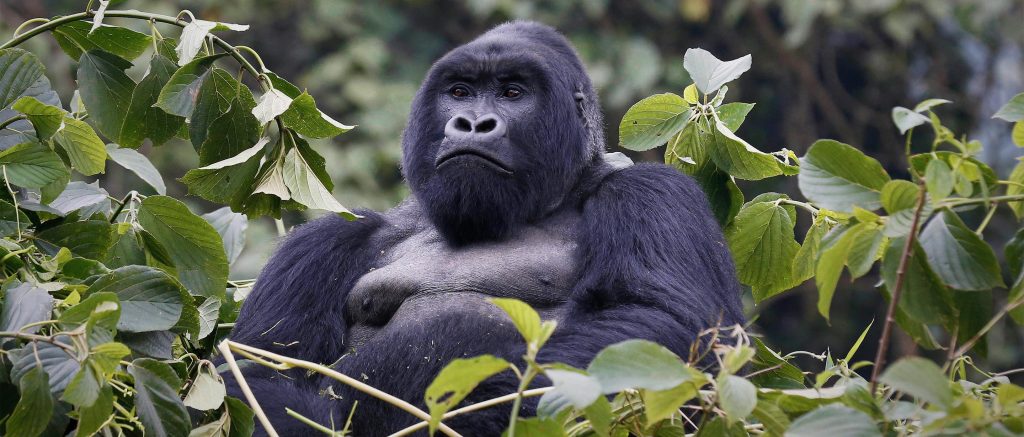 5 Days Uganda Primates Safari