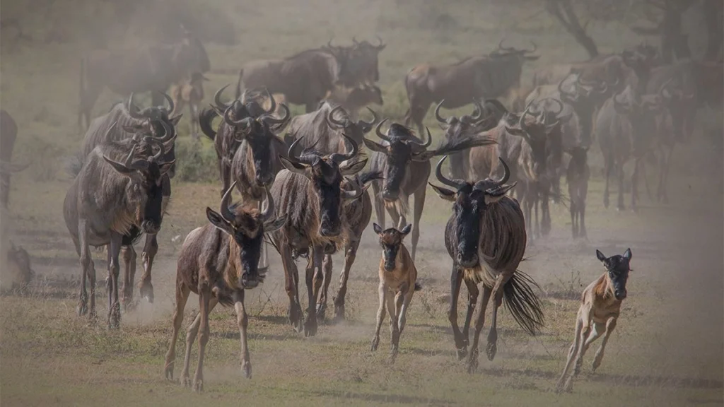 Wildlife in the Masai Mara