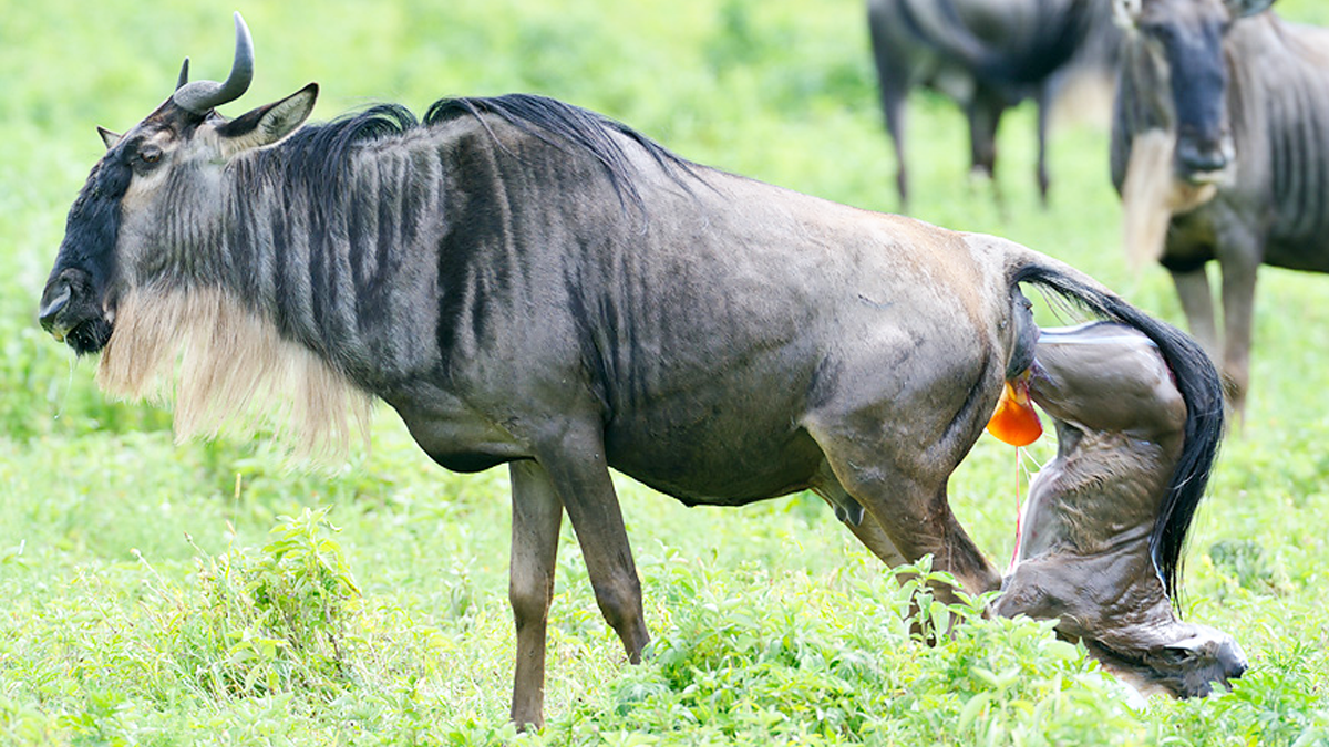 Wildebeest Migration Serengeti Calving Season