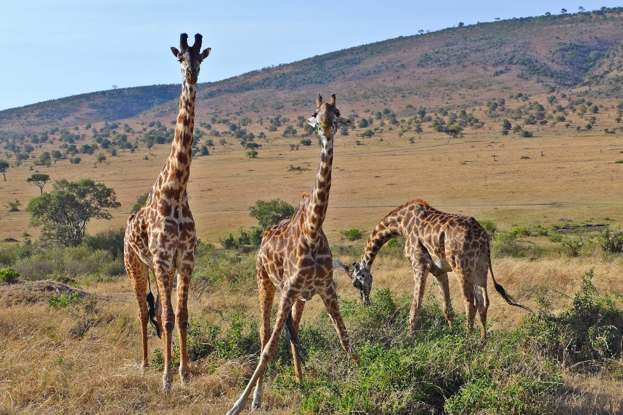 11 Days Tanzania Safari & Zanzibar Holiday