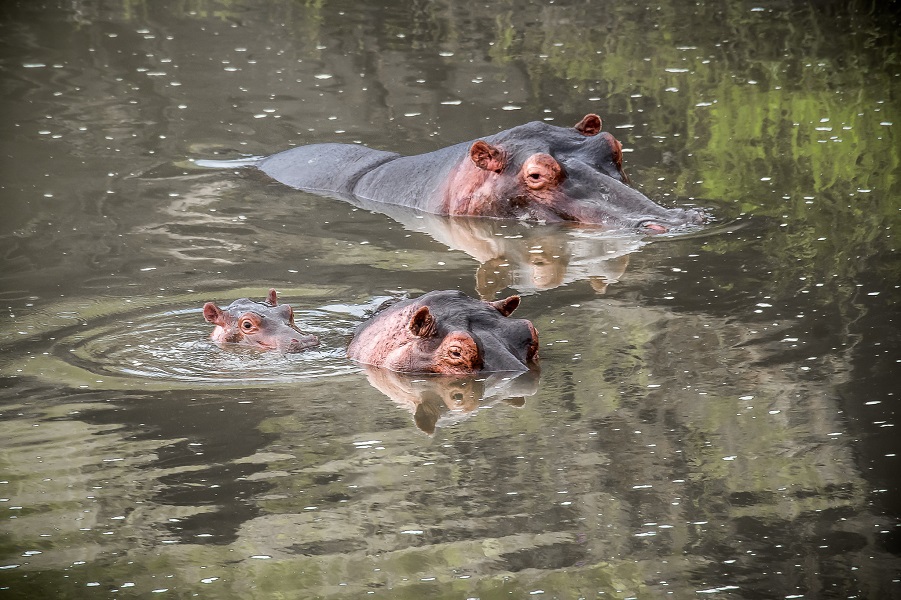 7 Days Wildlife and Gorillas of Rwanda