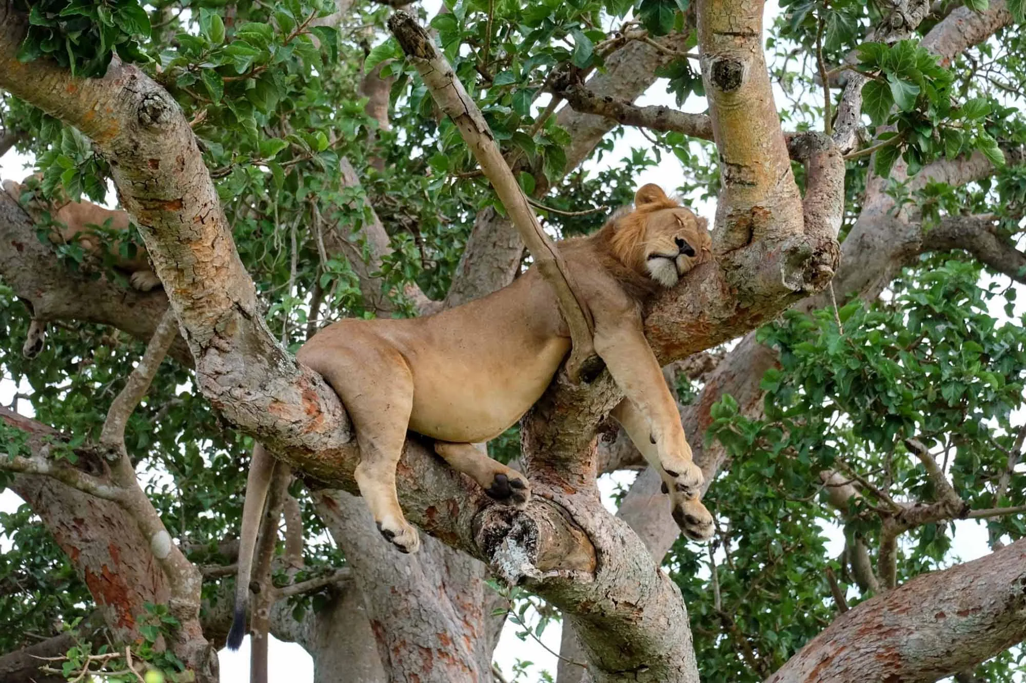 Tree Climbing Lions of Ishasha