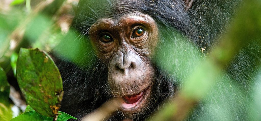 Chimpanzee Trekking in Uganda