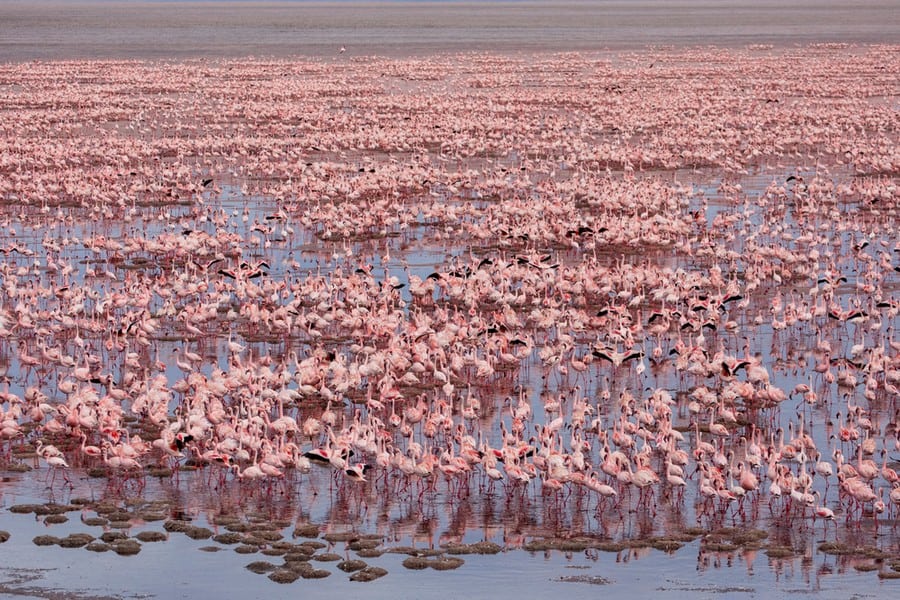 Lake Natron